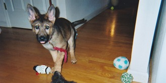 Dog Training & Beyond Image