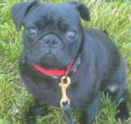 Dog Training & Beyond Image