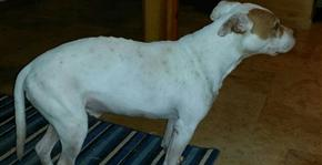 Dog Training & Beyond Image