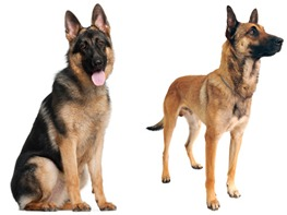 Dog Training & Beyond Image