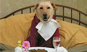 Dog Training & Beyond Image