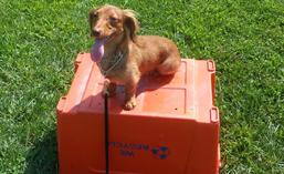 Dog Training & Beyond Image