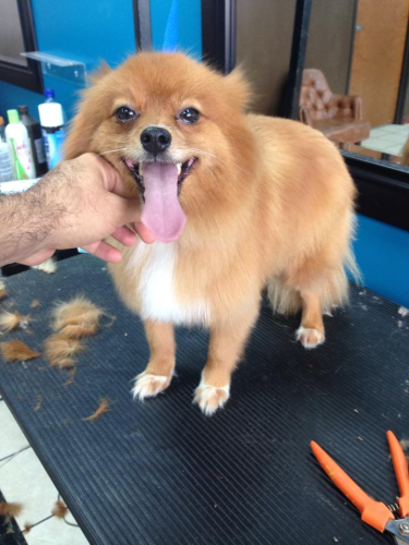 Lucky Dog Grooming Image