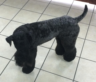 Lucky Dog Grooming Image