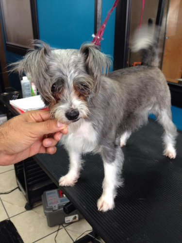 Lucky Dog Grooming Image