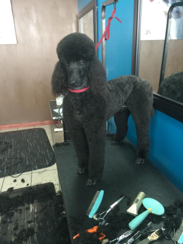 Lucky Dog Grooming Image