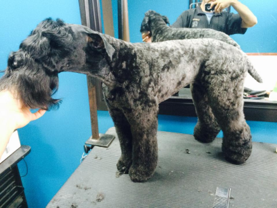 Lucky Dog Grooming Image