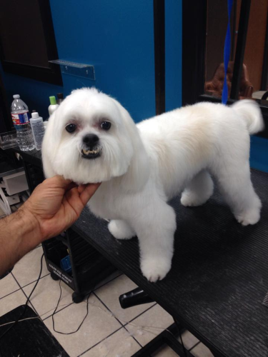Lucky Dog Grooming Image
