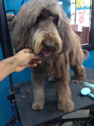 Lucky Dog Grooming Image