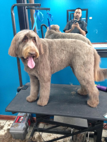 Lucky Dog Grooming Image