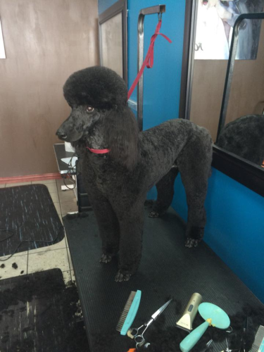 Lucky Dog Grooming Image