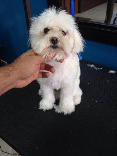 Lucky Dog Grooming Image