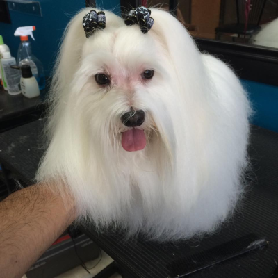 Lucky Dog Grooming Image