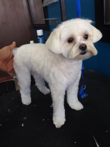 Lucky Dog Grooming Image