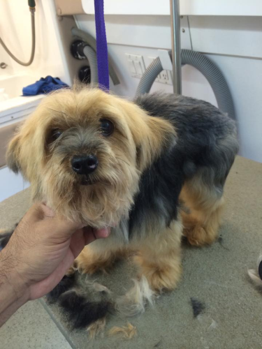 Lucky Dog Grooming Image