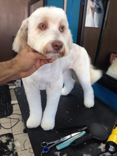 Lucky Dog Grooming Image