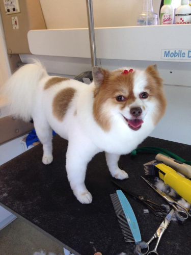 Lucky Dog Grooming Image