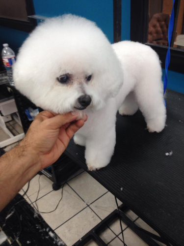 Lucky Dog Grooming Image