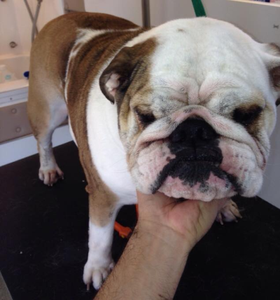 Lucky Dog Grooming Image