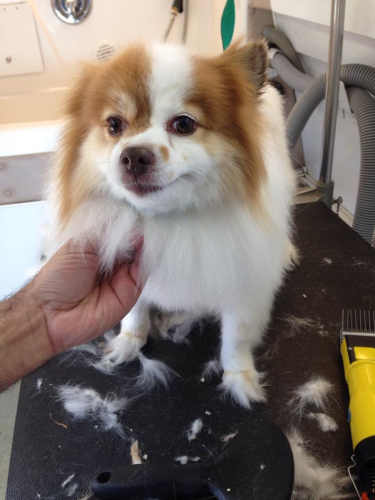 Lucky Dog Grooming Image