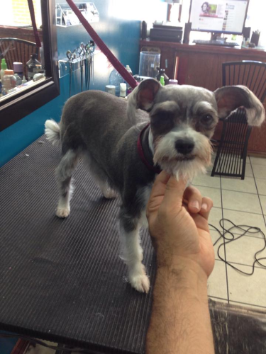 Lucky Dog Grooming Image