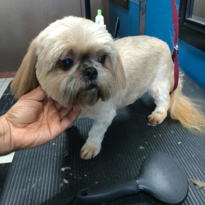 Lucky Dog Grooming Image
