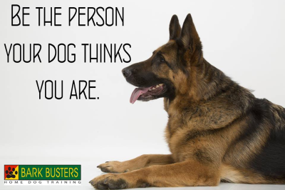 Bark Busters Home Dog Training Miami Image