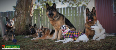 Bark Busters Home Dog Training Miami Image