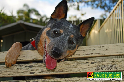 Bark Busters Home Dog Training Miami Image