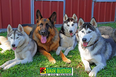 Bark Busters Home Dog Training Miami Image