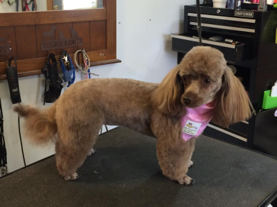 Doggie Stylz By Karrie Image