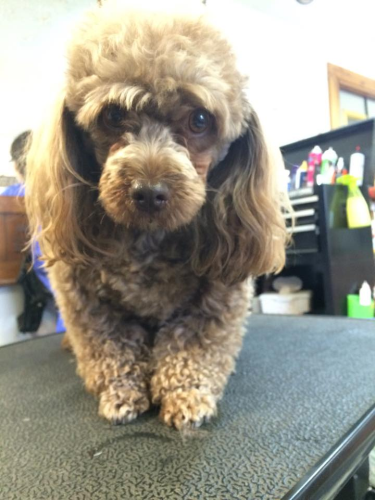 Doggie Stylz By Karrie Image