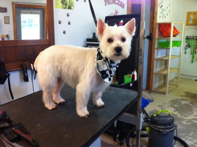 Doggie Stylz By Karrie Image