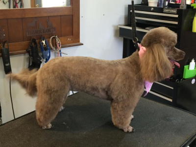 Doggie Stylz By Karrie Image