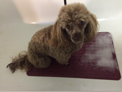 Doggie Stylz By Karrie Image