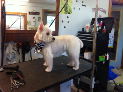 Doggie Stylz By Karrie Image