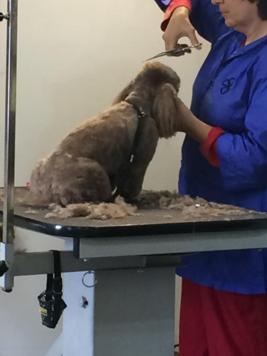 Doggie Stylz By Karrie Image