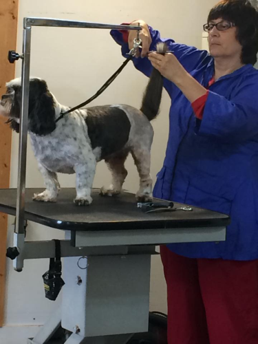 Doggie Stylz By Karrie Image