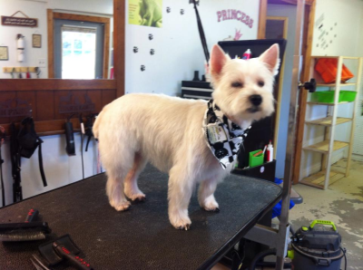 Doggie Stylz By Karrie Image