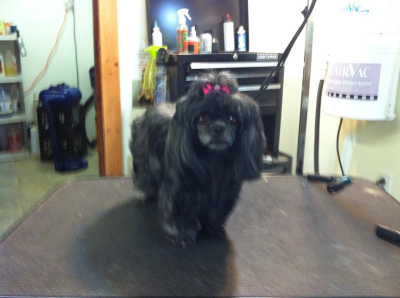 Doggie Stylz By Karrie Image