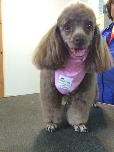 Doggie Stylz By Karrie Image