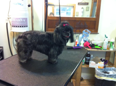 Doggie Stylz By Karrie Image