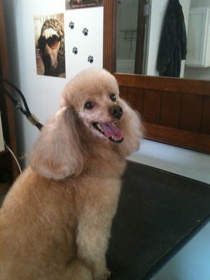 Doggie Stylz By Karrie Logo