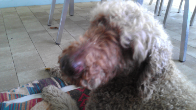 Lovett's Lovin Pet &amp; Home Care Logo