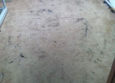 Bi-State Carpet & Upholstery Cleaning Image