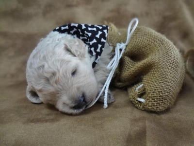 DoodleDee Goldendoodles Image