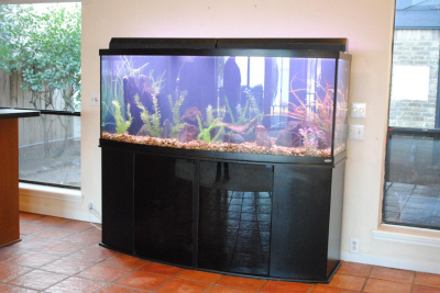 Aquarium Tank Maintenance Image