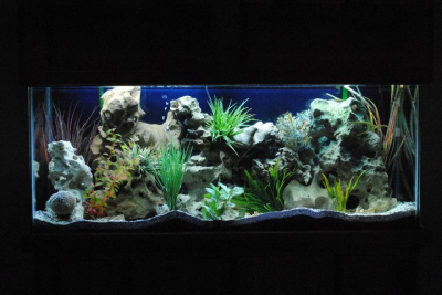 Aquarium Tank Maintenance Image
