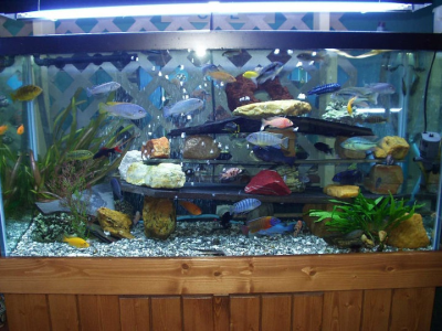Aquarium Tank Maintenance Image