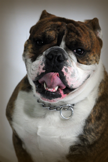 Julie Wurgler Photography Image